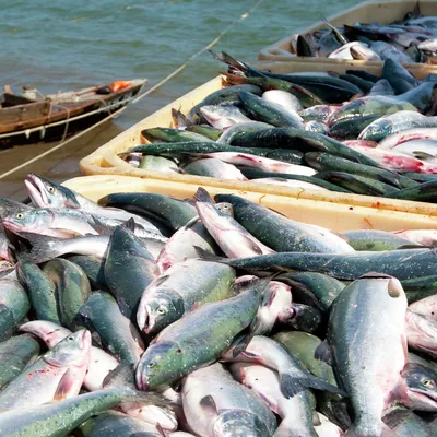 Росрыболовство: на долю России приходится более 4,5% мирового улова рыбы -  РИА Новости, 02.03.2020