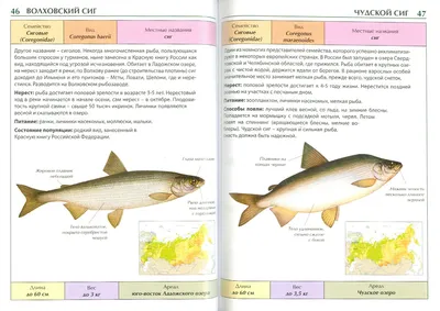 Иллюстрация 1 из 1 для Рыбы России. Мини-энциклопедия | Лабиринт - книги.  Источник: Лабиринт