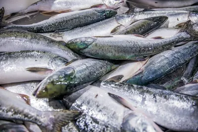 В России могут начать разводить самую полезную в мире рыбу - РИА Новости,  12.11.2020