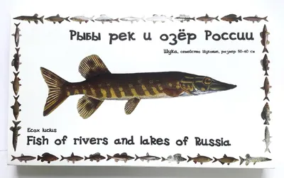 Самые большие рыбы России: топ 10