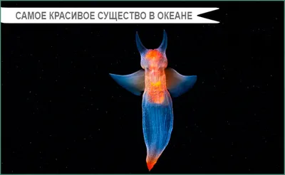 Море северного ледовитого океана - 63 фото