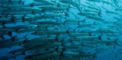 Океанариум Phuket Aquarium | Алла Путешественница | Дзен