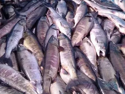 В магазинах Приморья может появиться просроченная рыба - KP.RU