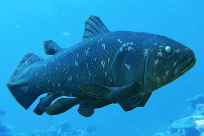 Необычную для Дальнего Востока рыбу могут наблюдать посетители Приморского  океанариума — Приморский Океанариум