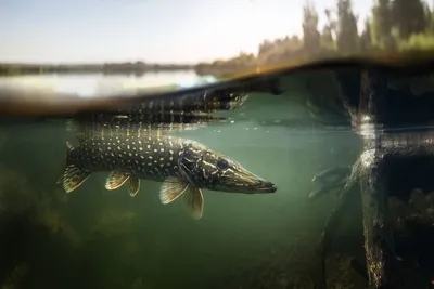 Приметы на рыбалке - Fishsurfing