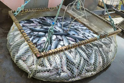 Рыболовы-любители на Дальнем Востоке получили новые требования по сетям