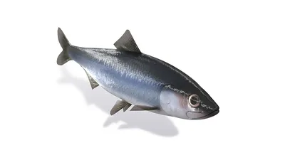 К вопросу о цене рыбы на Дальнем Востоке | Пикабу