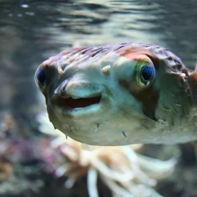 Рыбы Средиземного моря подводной Франции Стоковое Изображение - изображение  насчитывающей коут, корова: 100224401