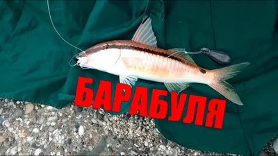 Барракуды — Википедия