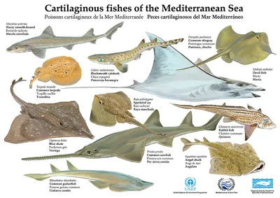 Рыба Средиземного моря подводные и береговая линия Стоковое Изображение -  изображение насчитывающей поверхность, разделение: 175699723