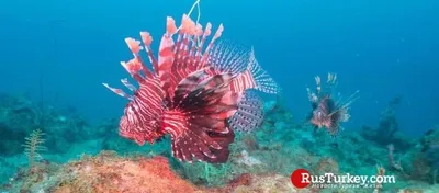 Ловля Барабули: приманки, места обитания и способы ловли рыбы