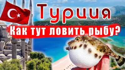 Особенности национальной рыбы в Турции | Пикабу