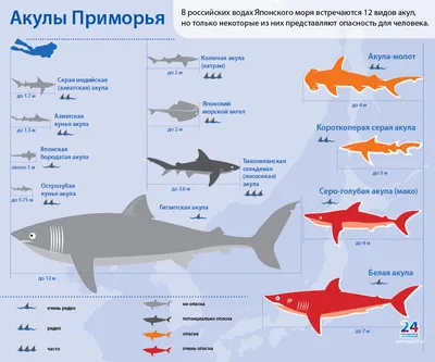 Морские обитатели прибрежных вод Кипра - Блоги Кипра