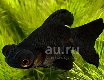Золотая рыбка Черный телескоп (Black Moor Goldfish) купить недорого в  Москве | Амигофиш