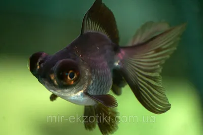 Аквариумная рыбка телескоп – пучеглазая золотая рыбка. Описание и фото  рыбки телескоп | Зверополис всех времен | Дзен