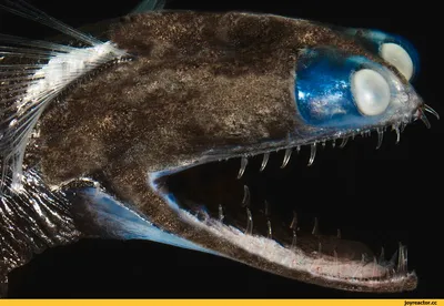 Золотая рыбка - Телескоп - «Золотая рыбка с необычным внешним видом +  особенности содержания» | отзывы