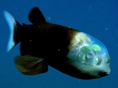Рыбы Тихого океана (54 фото) - 54 фото