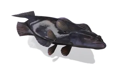 Три новых вида рыб-слизняков обнаружили на дне Тихого океана – Москва 24,  11.09.2018