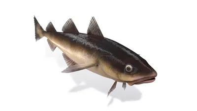 У этой рыбы 555 зубов, и она теряет по 20 каждый день | Пикабу