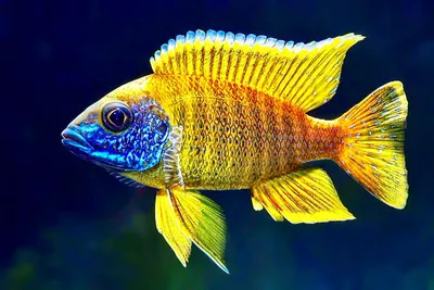 Цихлида Лабидохромис Еллоу (Labidochromis caeruleus var. Yellow) купить  недорого в Москве | Амигофиш