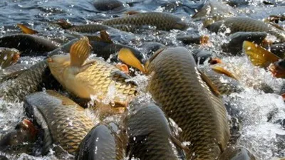 На какие виды рыб больше всего охотятся в Узбекистане