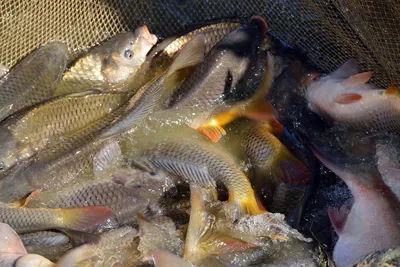 Массовая гибель рыбы отмечена в реке Зарафшан – Новости Узбекистана –  Газета.uz
