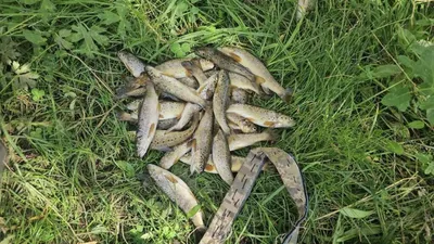 Рыбу, массово погибшую в рыбхозе, спустили в реку Чирчик – Новости  Узбекистана – Газета.uz
