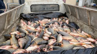 Узбекистан возьмется за рыбу - Срочные новости Узбекистана: Repost.uz