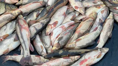 Стало известно число потребления рыбы узбекистанцами в год — видео –  Новости Узбекистана – NOVA24.UZ