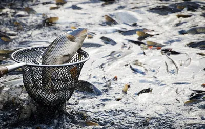 В реке Зарафшан произошла массовая гибель рыбы. Обнаружено превышение нормы  азотной кислоты в водах, сбрасываемых с \"Навоиазот\" | Новости Узбекистана  Podrobno.uz | Дзен