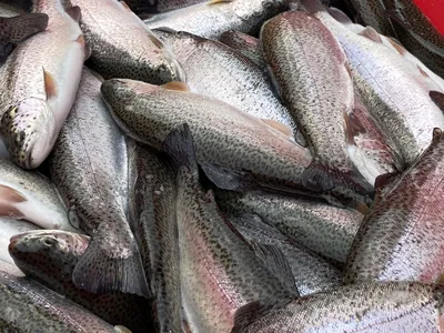 Узбекистан поэтапно перейдет на производство рыбы интенсивным методом