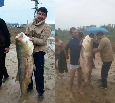 Фото: на Ташморе поймали гигантскую рыбу