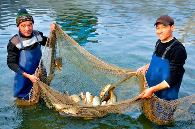 Чиназ Рыбный Базар Самый Большой Рынок Рыбы в Узбекистане. Цены Рыбы 13  февраля 2022 года - YouTube