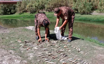 В Ташобласти охотники незаконно наловили рыбы на два миллиона сумов –  Новости Узбекистана