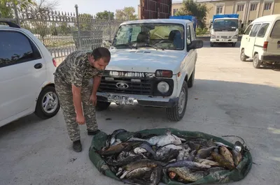 Выяснилось, откуда в реке Чирчик мертвая рыба – Новости Узбекистана –  NOVA24.UZ
