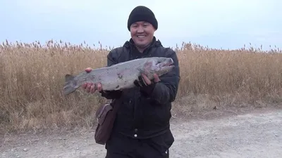 В Бухарской области поймали мужчину, наловившего рыбы из Красной книги на  десятки миллионов сум - Срочные новости Узбекистана: Repost.uz