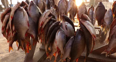 Почему в Ташкенте пропала рыба? | Записки молодой невестки | Дзен