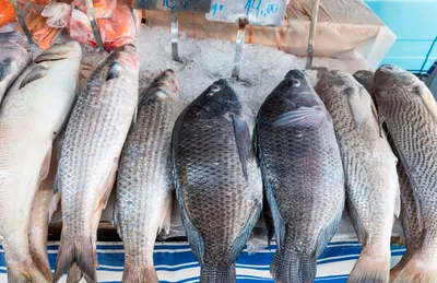 Стало известно, сколько тонн рыбы экспортировал Узбекистан в 2021 году –  Новости Узбекистана – NOVA24.UZ