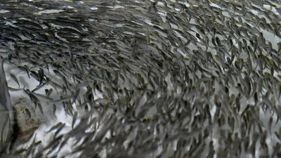 Узбекистан утроил производство рыбы
