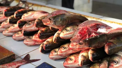 В Узбекистане появится первая в истории экономическая зона для рыбоводства  » Телерадиокомпания СТВ