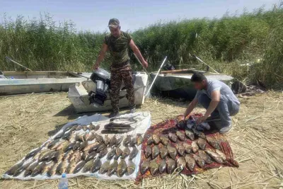 Городок Узбекистана, в котором продают самую вкусную и свежую рыбу |  Iren.uz | Дзен