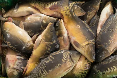 В реке Чирчик зафиксирована массовая гибель рыб — видео - Срочные новости  Узбекистана: Repost.uz