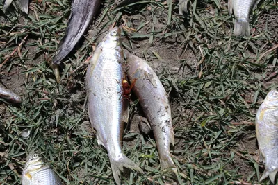 Гламурная рыбалка в Узбекистане