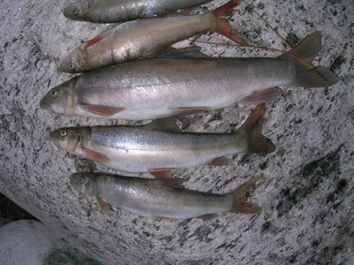 Экологи установили причину массовой гибели рыбы в реке Чирчик | Новости  Узбекистана Podrobno.uz | Дзен
