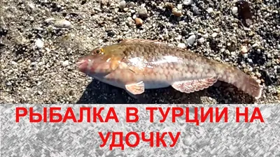 Рыба в турции бодрум Эгейское море отражения солнца чистой воды Стоковое  Изображение - изображение насчитывающей школа, побережье: 198297269