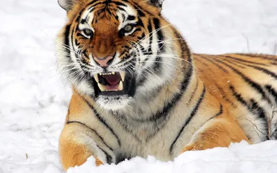Рычащий тигр фото фото