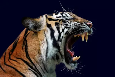 Фотообои Рычащий тигр артикул Anm-108 купить в Архангельске |  интернет-магазин ArtFresco