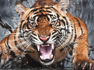Космический Рычащий тигр ,тонкая …» — создано в Шедевруме