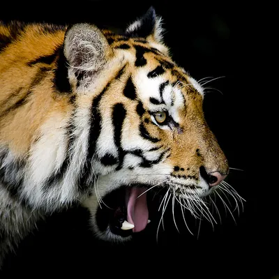 Обои для рабочего стола Рычащий тигр фото - Раздел обоев: Хищники (Животные)