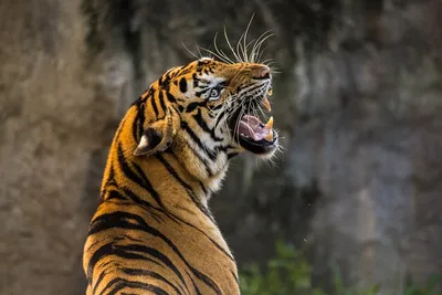 Суматранский Тигр Пантера Тигр Суматра Детеныш Рычащий — стоковые  фотографии и другие картинки Агрессия - iStock